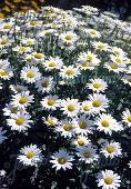 Leucanthemum x superbum 'Brightside'